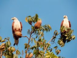 Eagle Birds sitting on a branches