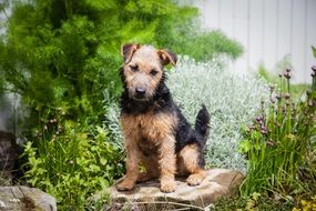 Cute colorful Lakeland Terrier on a pillow near the fence among the plants