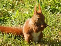 furry red squirrel