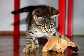 Small playing kitten