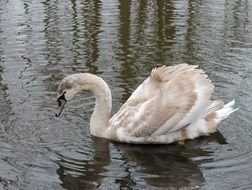 swan is the national bird in denmark