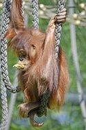 orangutan monkey on the ropes