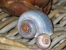 snails in colorful shells on the wood