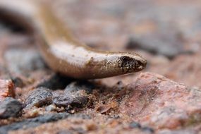 Slowworm on stone, Lizard head Close up