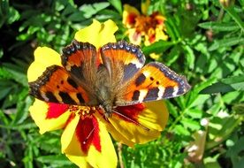 butterfly on a yellow flower in the garden