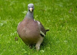 Wild Pigeon bird on a grass