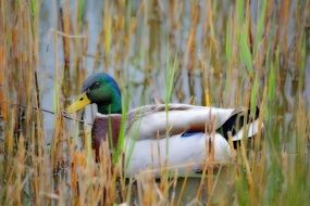 drake with a green head on the water in the thickets