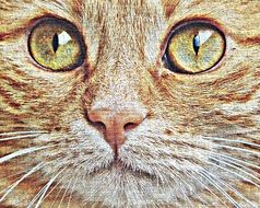 Portrait of red kitty's face