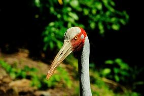 Brolga in Australia