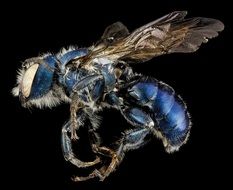 Macro photo of mason bee