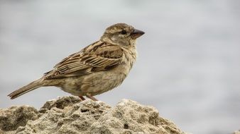 Sparrow is sitting on a stone