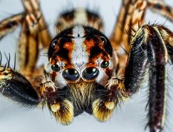 Jumping Spider close-up on blurred background