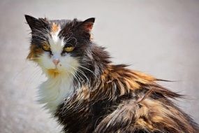 tricolor domestic cat with yellow eyes