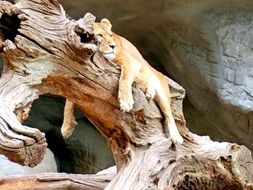 Lioness on the tree