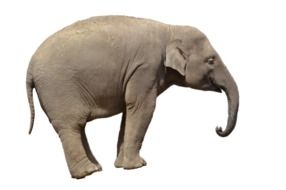 photo of an African elephant on a white background