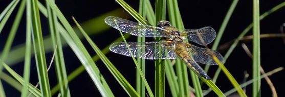 banner with dragonfly in wildlife