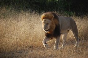 wondrous Lion South Africa