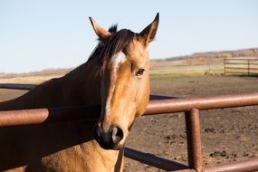 brown horse in the pen close up