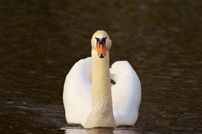 White swan on the lake at night