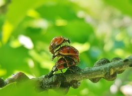 mating ladybugs