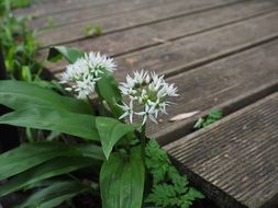 flowering bear's garlic