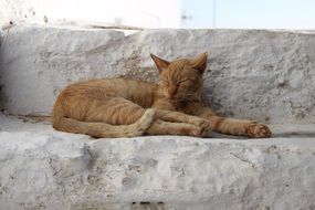 kitten sleeps on a stone