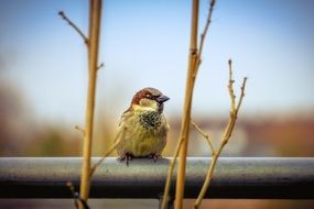 Cute sparrow sits on the metal pipe