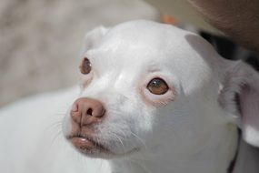 Puppy Chihuahua close-up