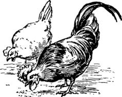 rawing on which the poultry peck the grain