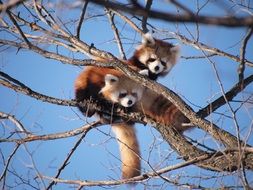photo of the red pandas on a tree