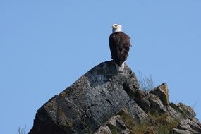 striking Bald Eagle