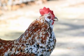 portrait of the cock in the yard