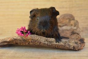 guinea pig is a rodent