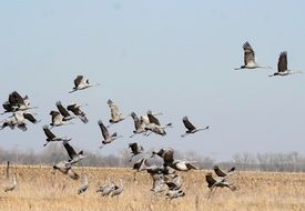 Crane Birds