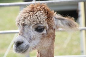 Animal Llama Young