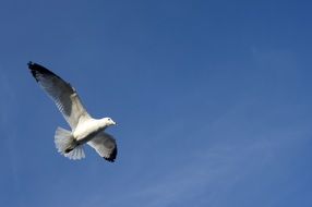 Wild Seagull on a sky