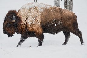 Winter Bison