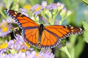 orange butterfly on a purple meadow flower