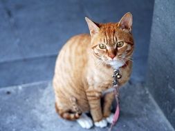 ginger cat on a leash