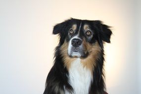 australian shepherd on white background