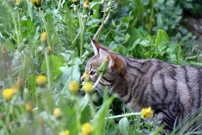 mackerel Cat among dandelions