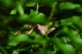 snake hiding in green foliage