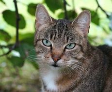 Portrait of Kitty