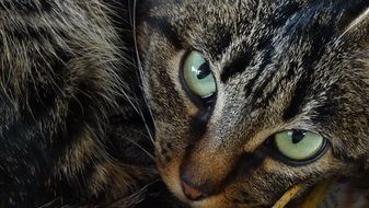 tabby cat with green eyes carefully looks close up