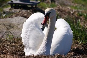 white swan under the bright sun