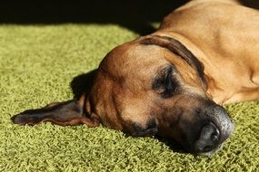 delectable Dog Rest