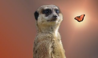 meerkat and butterfly, collage