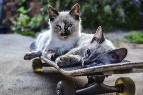 two spotted kitten on a skateboard