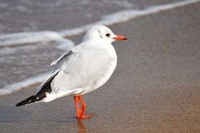 Seagull on the beach near the Baltic Sea