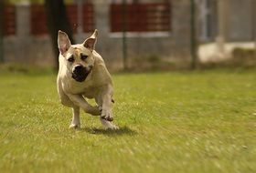 photo of running peanut bulldog